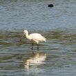 Spatule blanche dans les Landes